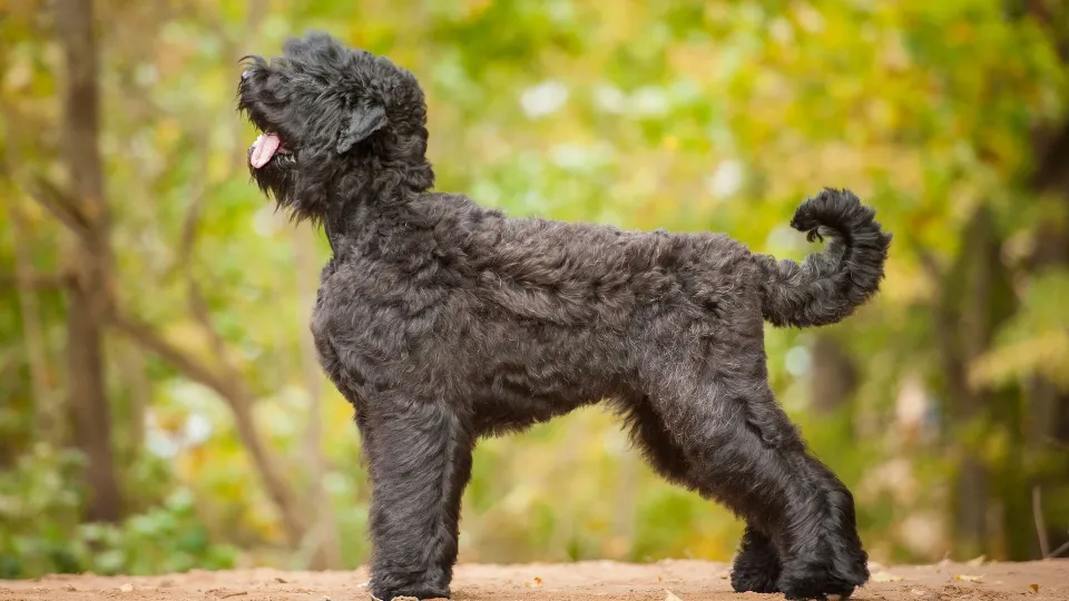 Russian Black Terrier